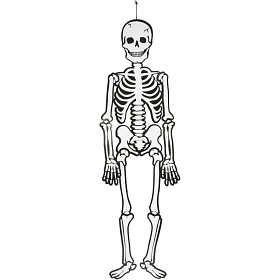 Bilde av Halloween Skelett (Självlysande)