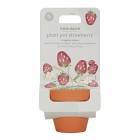 Little Dutch Dyrkesett Strawberry